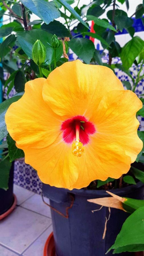 אלגודונאלס Apartamento Callejuela Las Flores מראה חיצוני תמונה